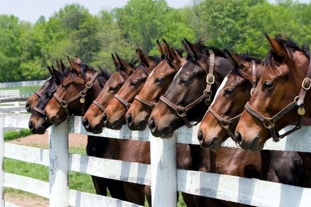 eight horses lined up with their heads poking over a fence