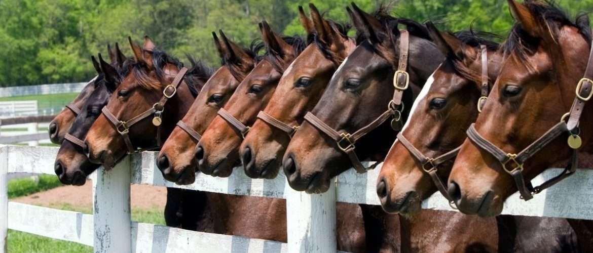 eight horses lined up with their heads poking over a vinyl equine fence