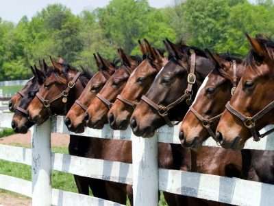 eight horses lined up with their heads poking over a vinyl equine fence